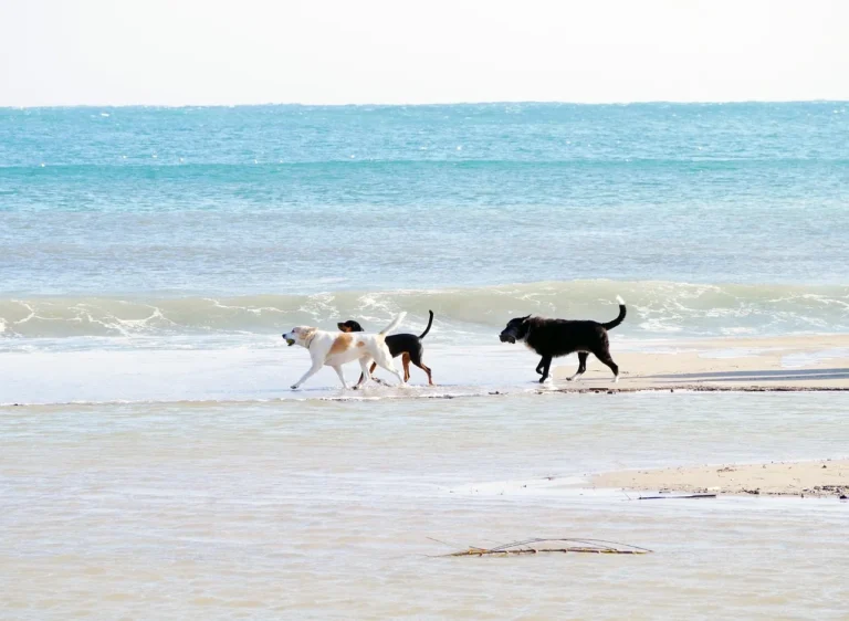 Are Fort Myers Beaches Dog Friendly
