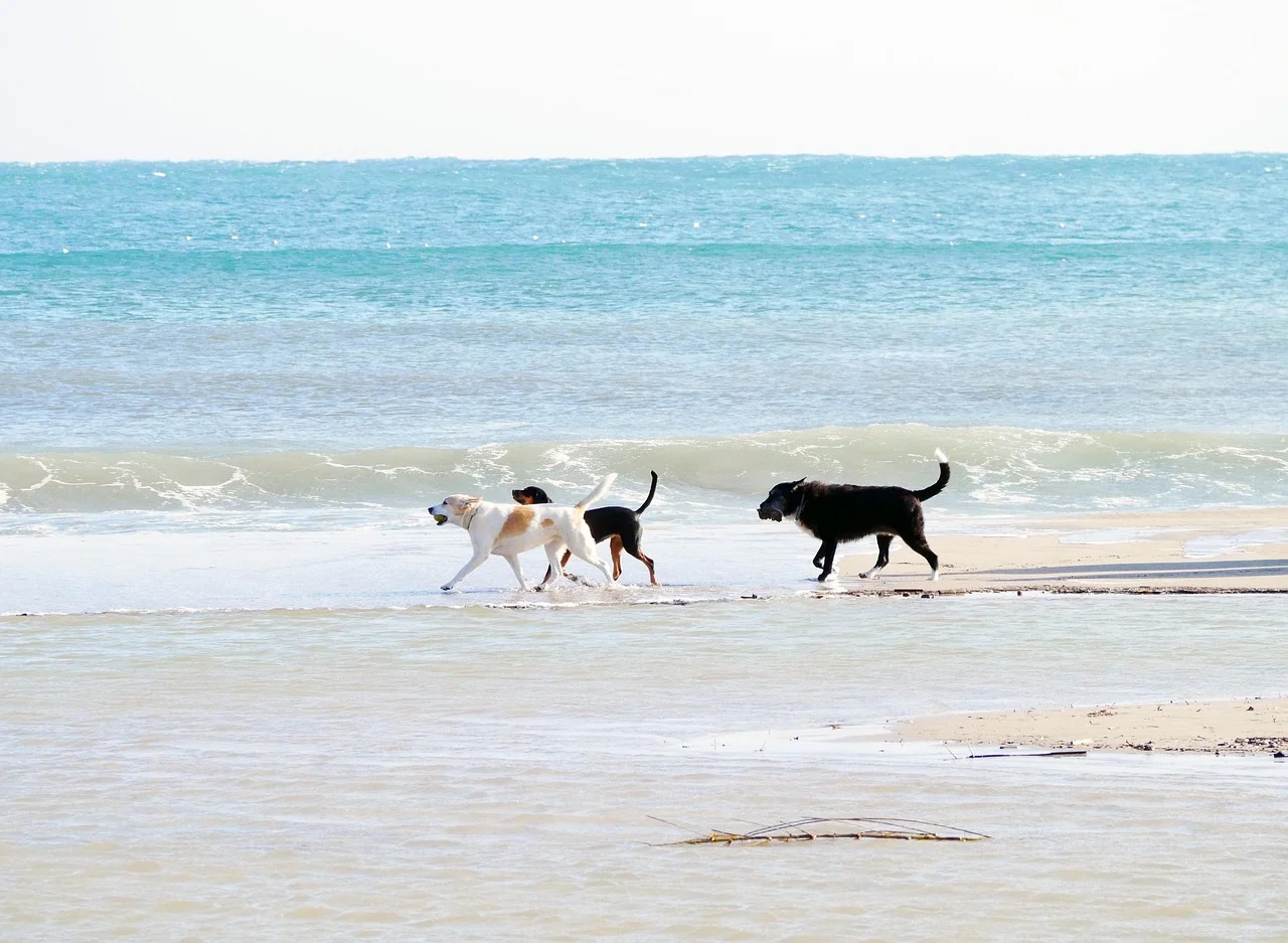 Are Fort Myers Beaches Dog Friendly