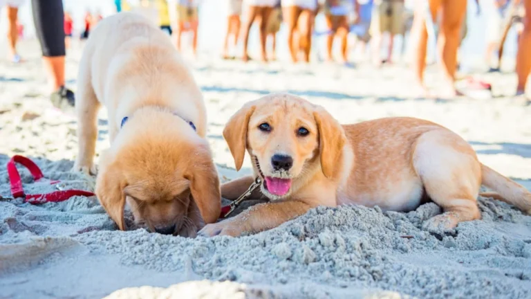 Paws and Play Discover Fort Myers’ Best Dog-Friendly Beaches!