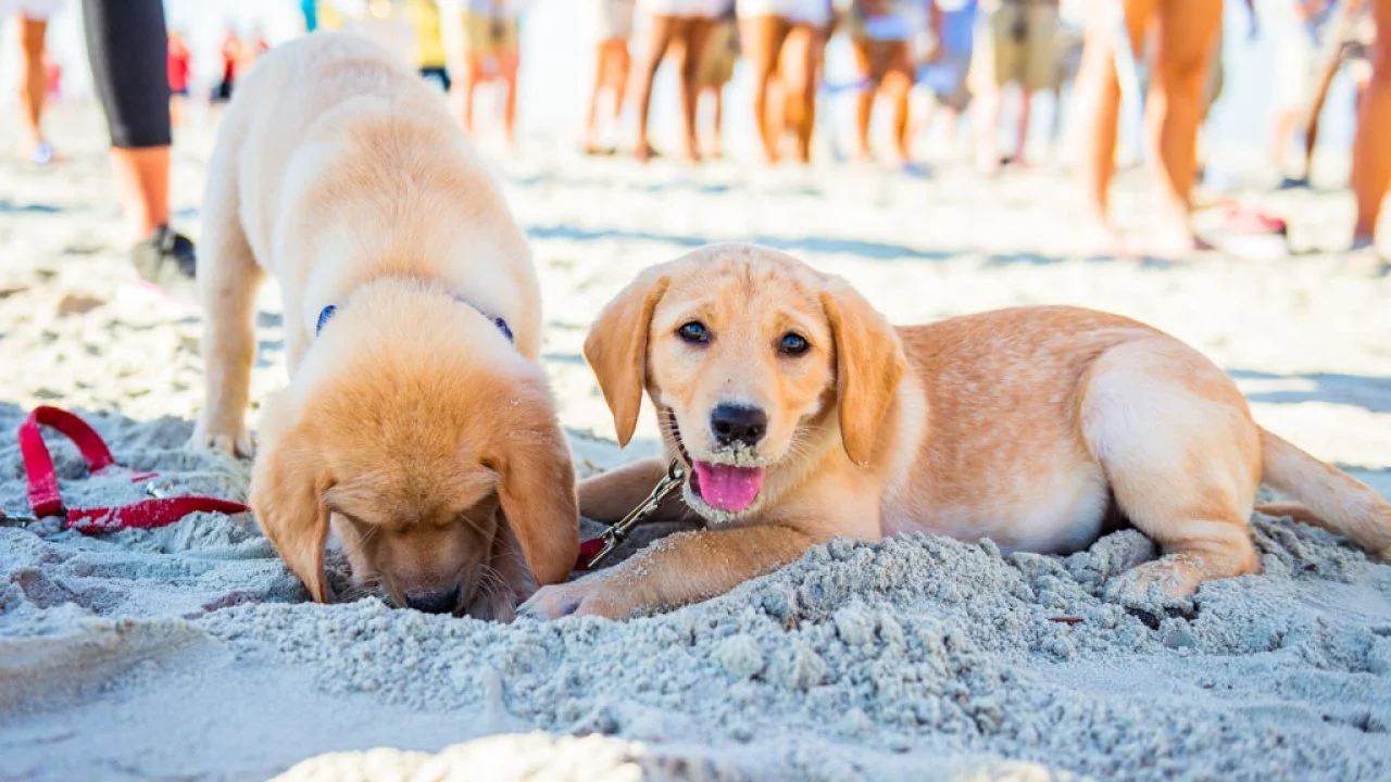Paws and Play Discover Fort Myers’ Best Dog-Friendly Beaches!